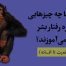 پنج میمون و نردبان