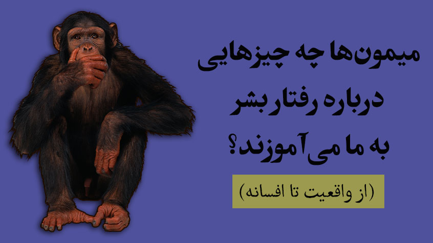 پنج میمون و نردبان